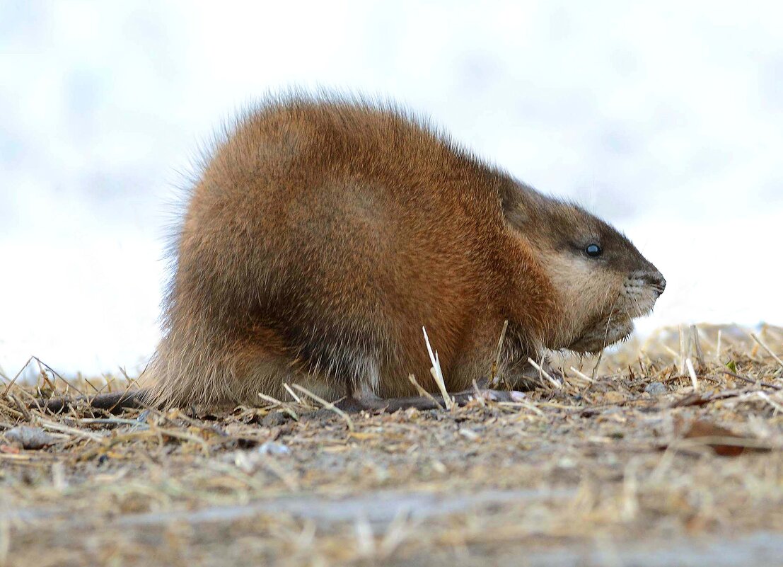 Матёрая. - Михаил Белоусов