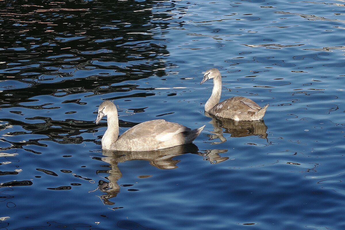 Молодые лебеди - Рита Симонова