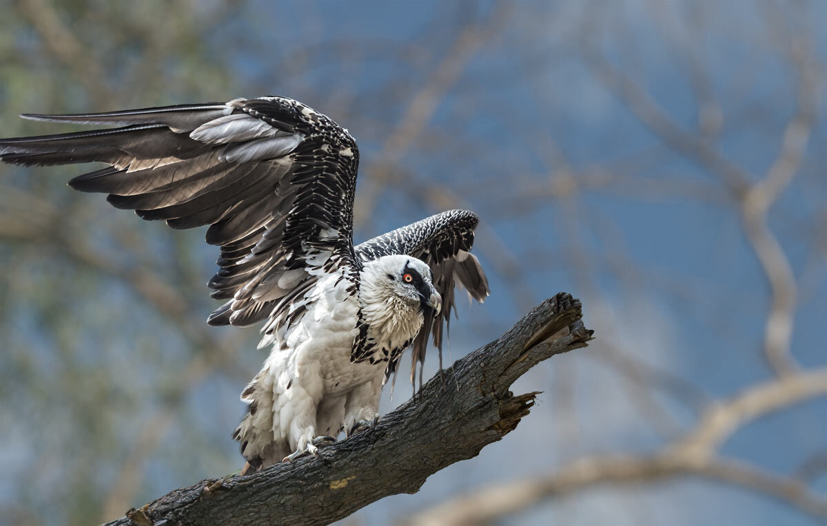 Бородач - SanSan 