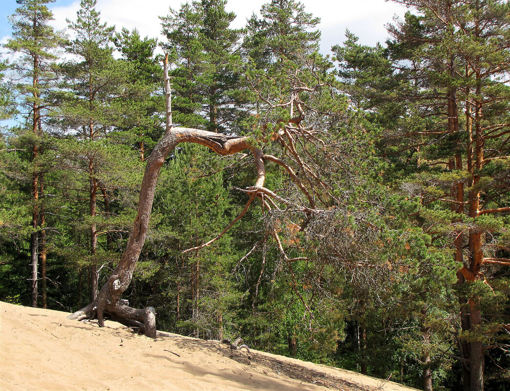 На сопках - Александр Ильчевский На сопках - Александр Ильчевский