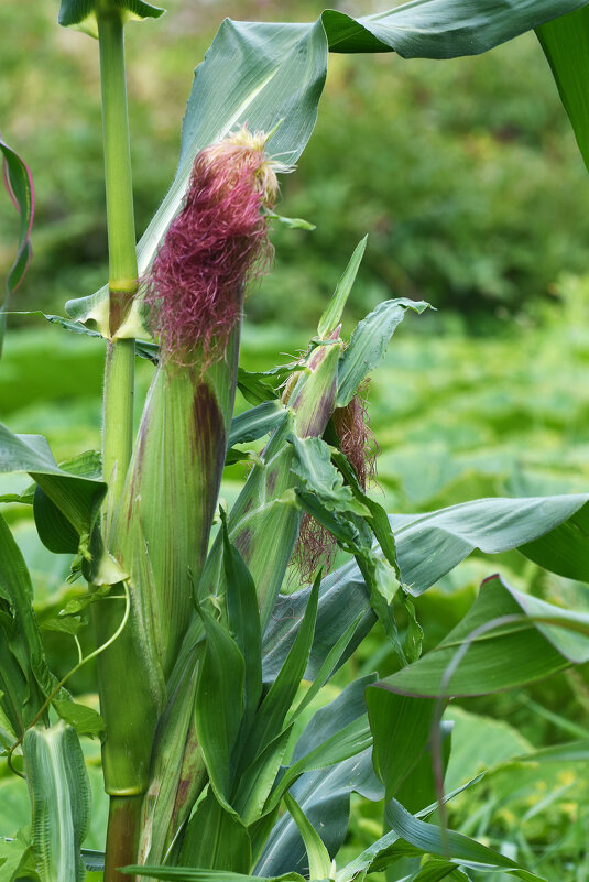 Лето в Ботаническом... Август. - Наташа *****