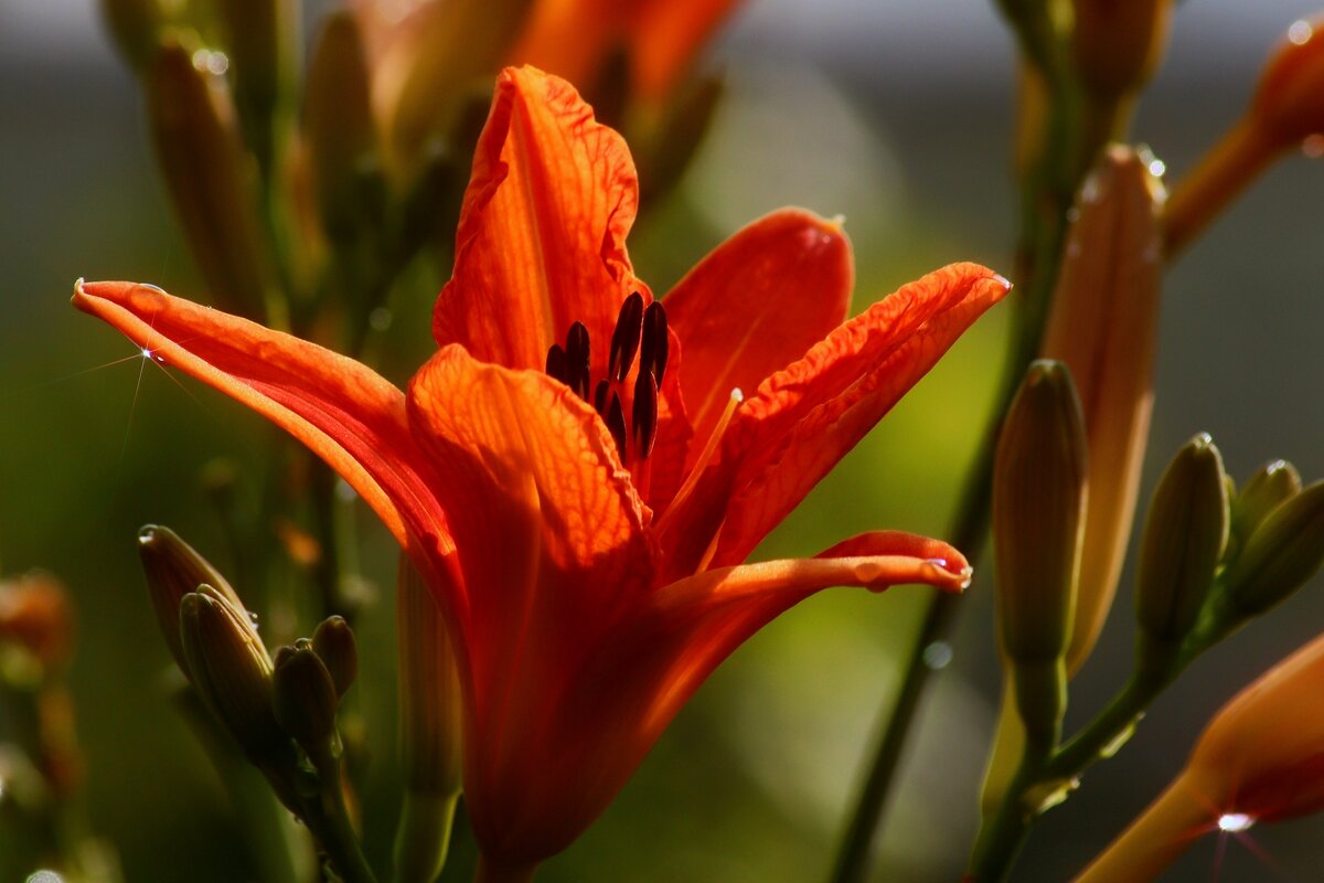 Доброе утро - Юрий. Шмаков Доброе утро - Юрий. Шмаков