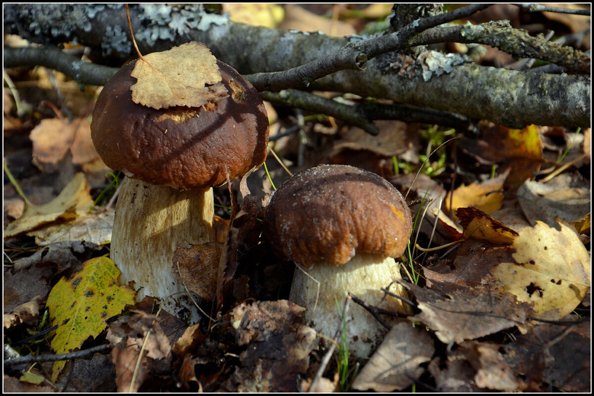 Осенние - Aleksandr Gal