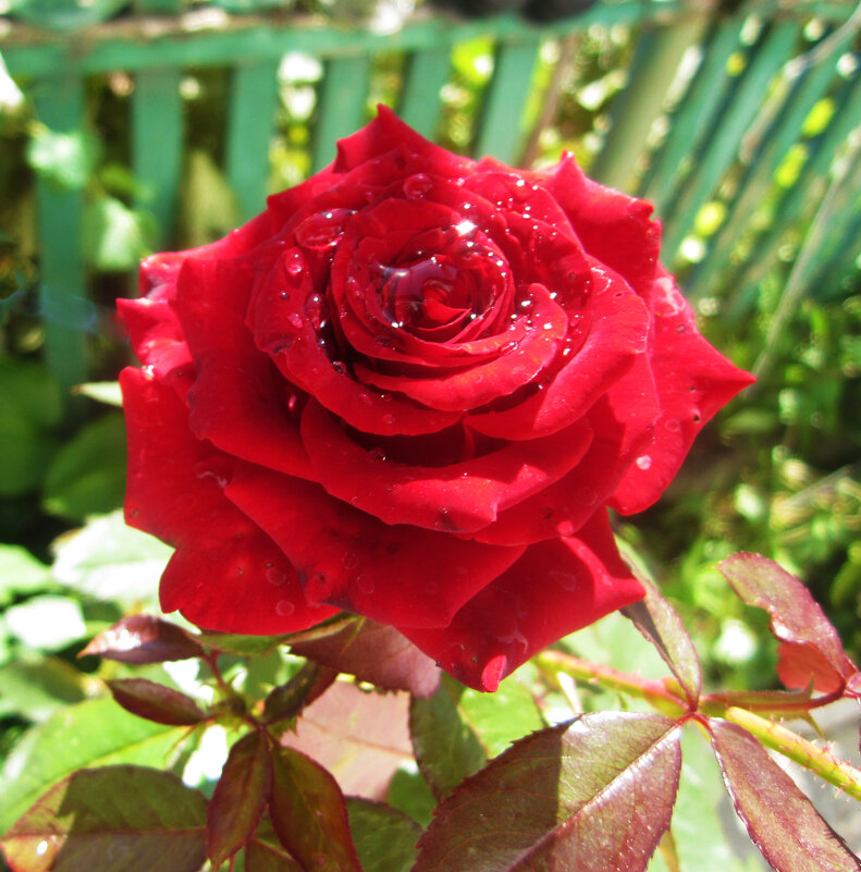 Алая    роза и капли  росы - Валентин Семчишин