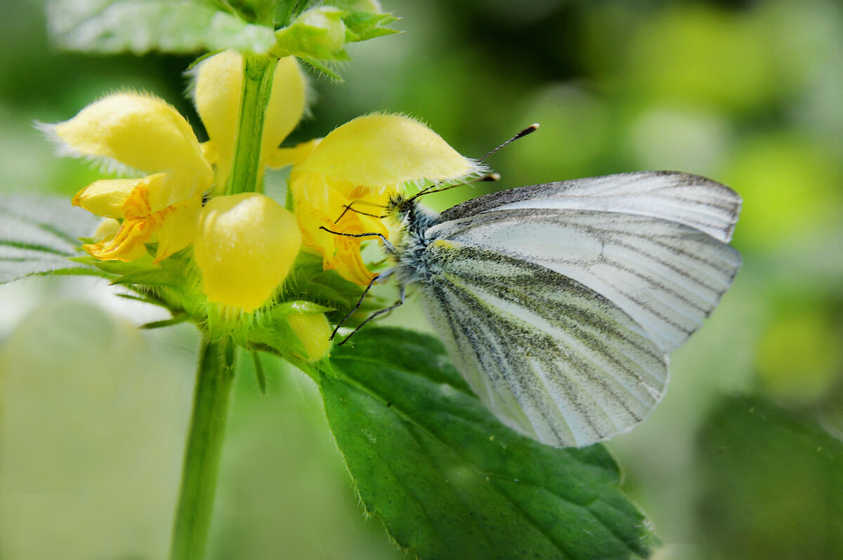 Бабочка белянка брюквенница - Надежда Куркина 