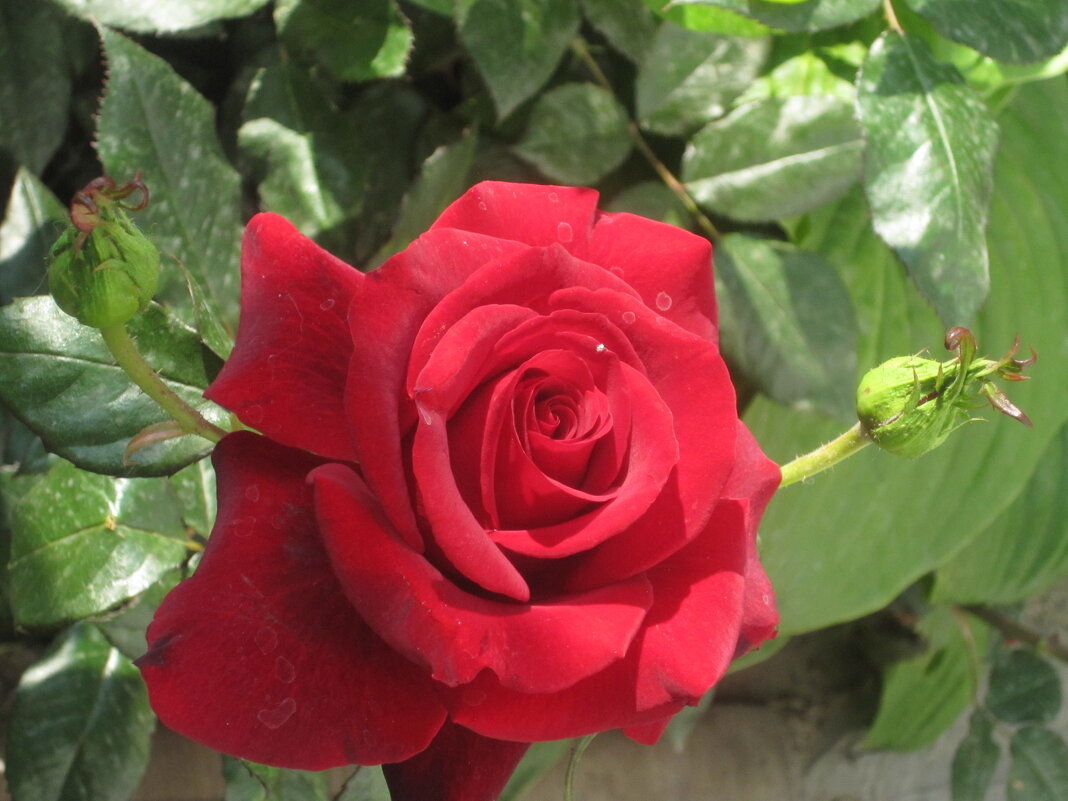 Алая  роза - Валентин Семчишин