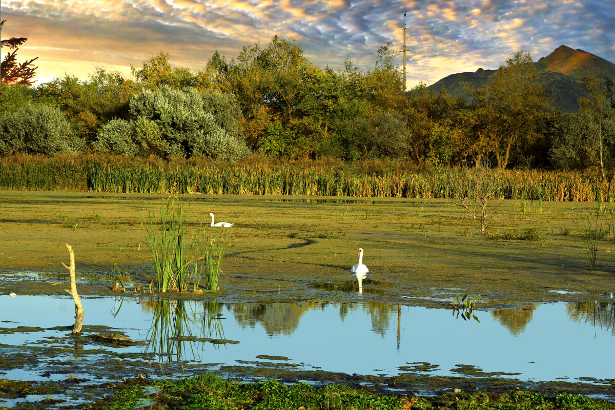 Лебеди на озере. - Анатолий Уткин