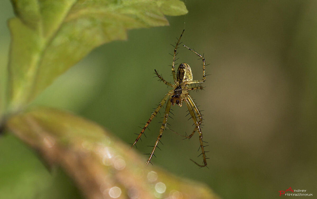 В засаде... - Андрей Пристяжнюк
