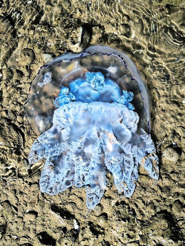 мы веселые медузы)))) - Oksana Verkhoglyad мы веселые медузы)))) - Oksana Verkhoglyad