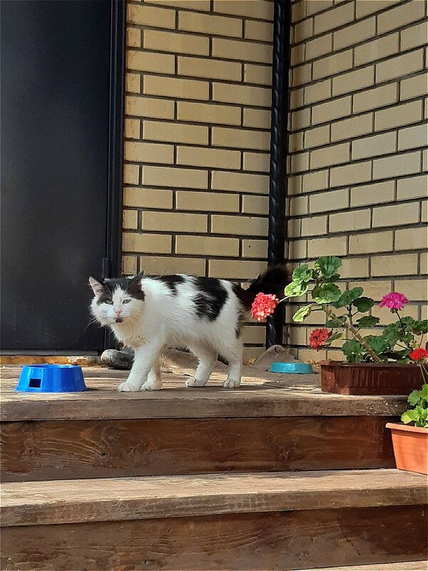 Поел и пошёл по делам! - Нина Андронова