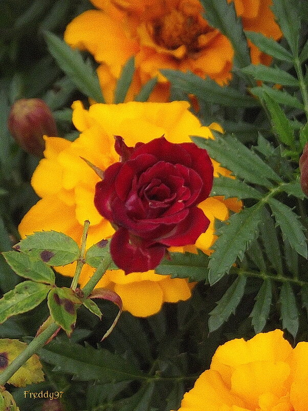 Мини-розочка - Freddy 97