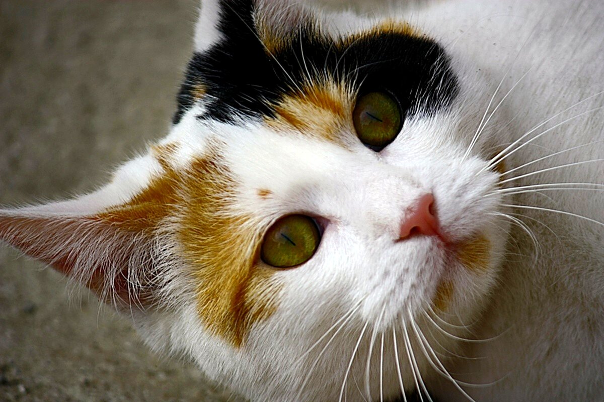 Милашка - Юрий. Шмаков