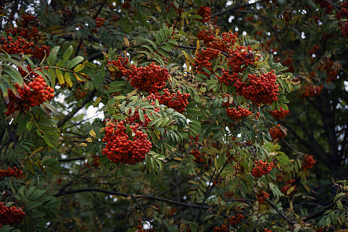Урожай 25 - Владимир Кроливец