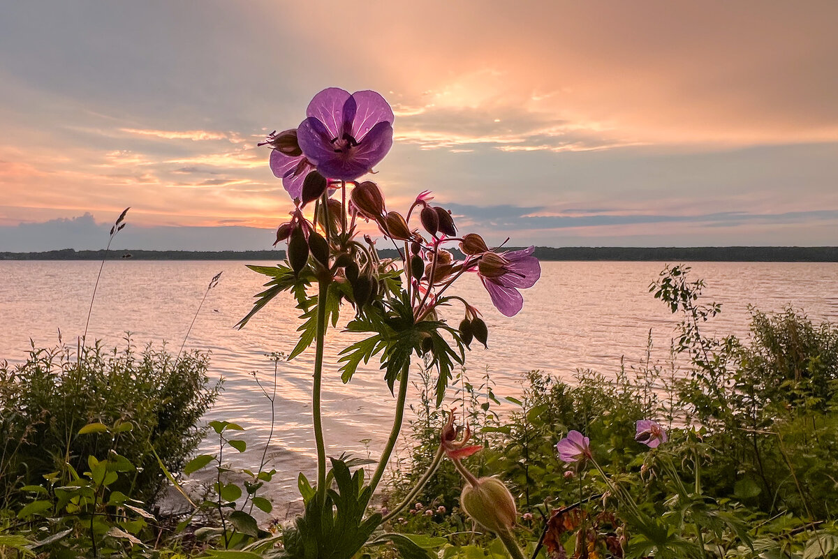 герань с видом на закат - Galina герань с видом на закат - Galina