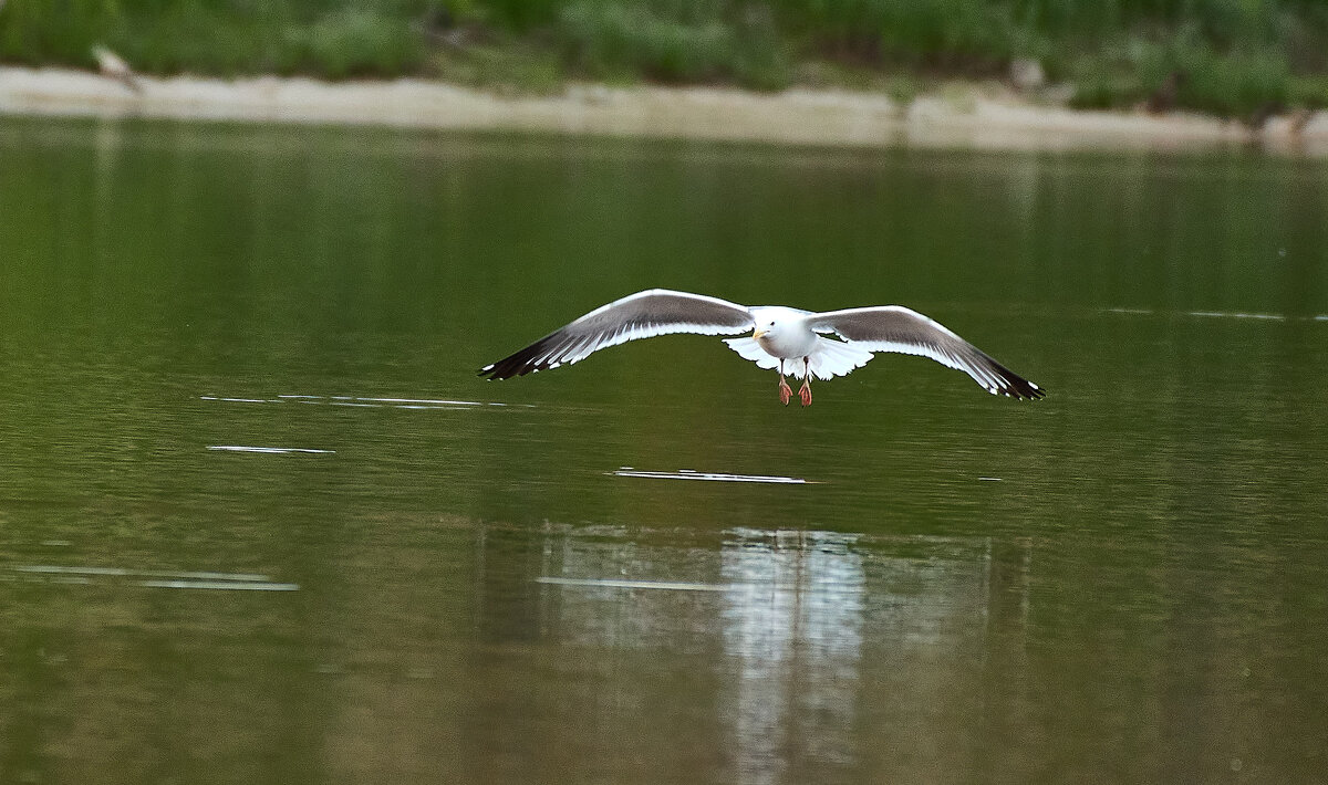 Клуша на охоте - Игорь Шабалин