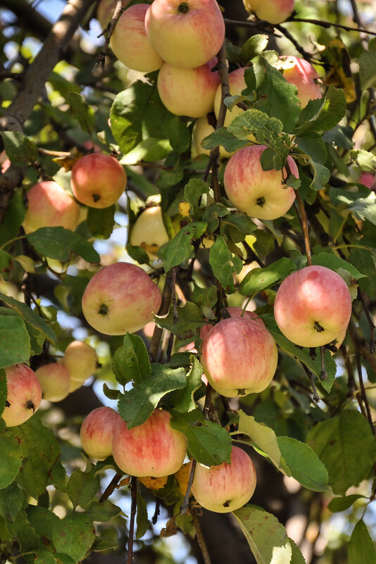 Яблоня у дороги - Татьяна Машошина