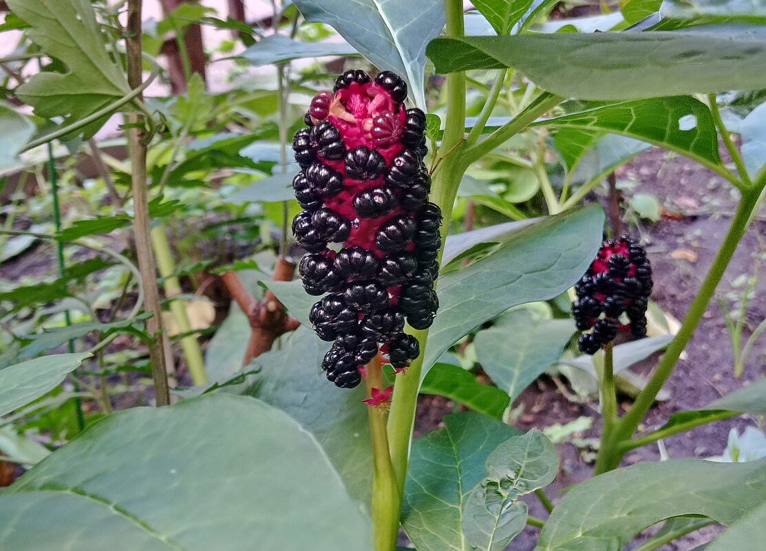 Фитолакка (лаконоска) нынче уродилась. - Александр Чеботарь Фитолакка (лаконоска) нынче уродилась. - Александр Чеботарь