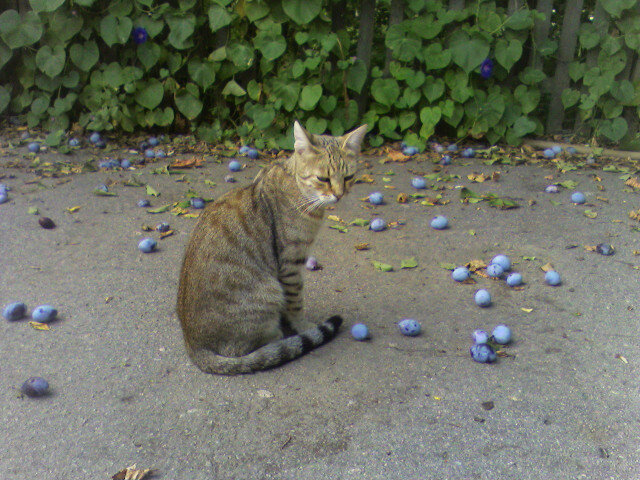 Котик Русик - Наталья 