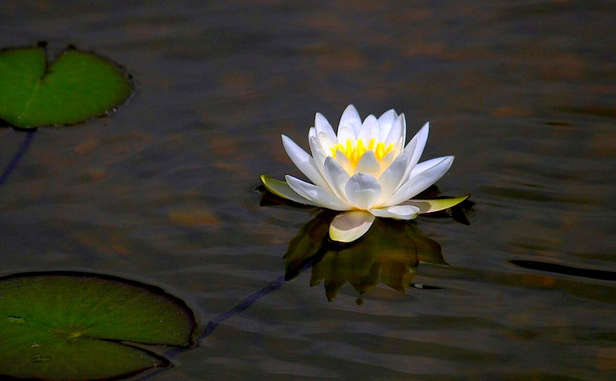 Про лилию - Юрий. Шмаков