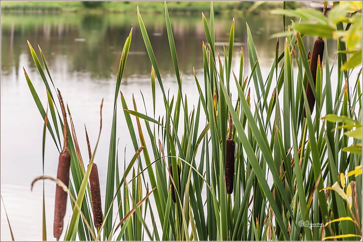 Про 31 августа... - Aquarius - Сергей