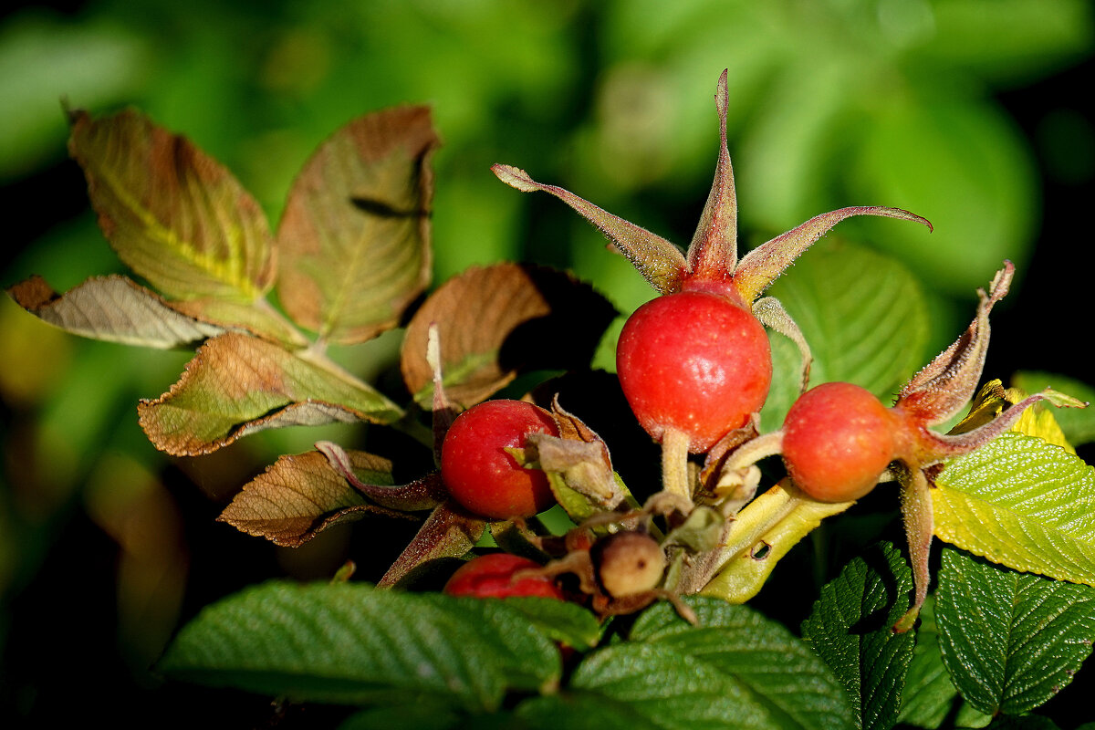 Природа конца лета 2 - Александр Прокудин