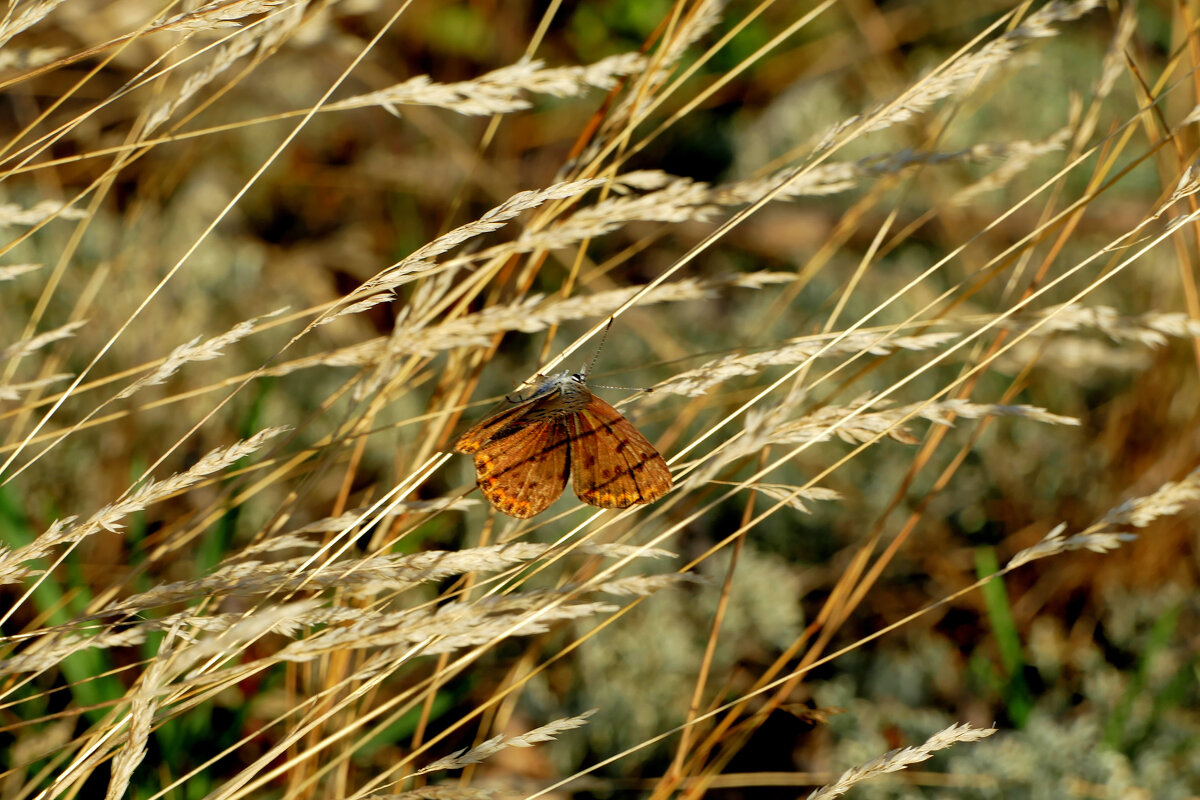 Природа конца лета 3 - Александр Прокудин Природа конца лета 3 - Александр Прокудин