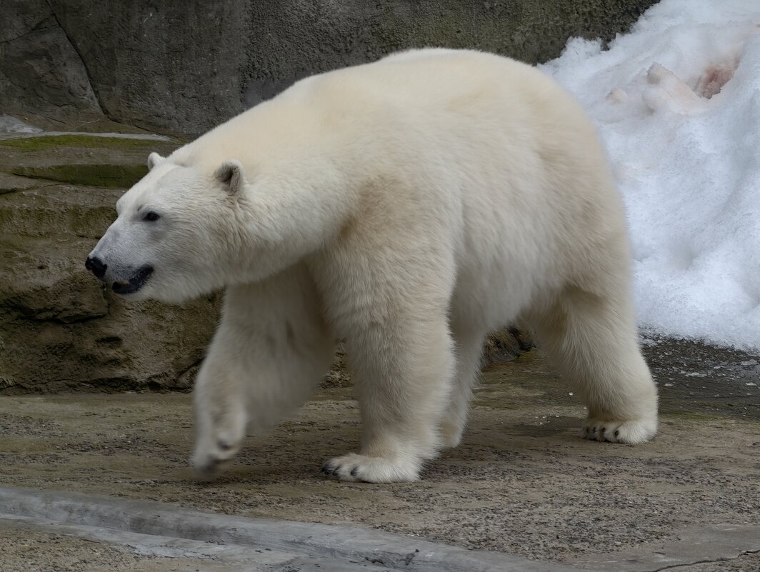 Медведица Айка - <<< Наташа >>>