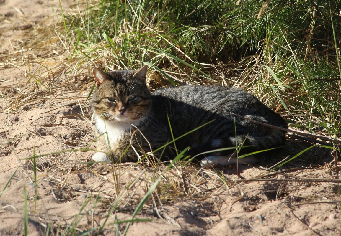 На солнышке - Наталья Герасимова