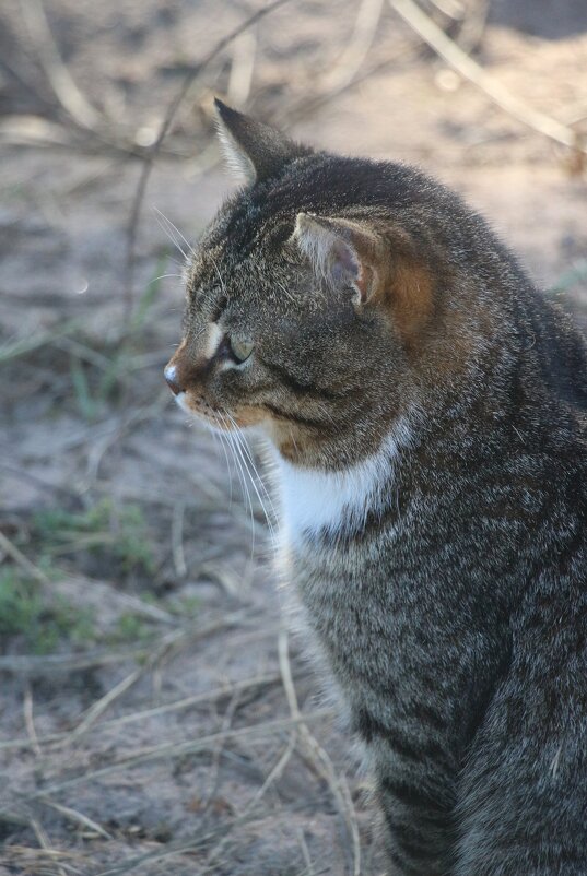 Котопортрет - Наталья Герасимова