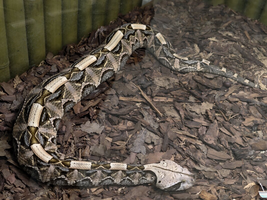 Габонская гадюка - <<< Наташа >>>