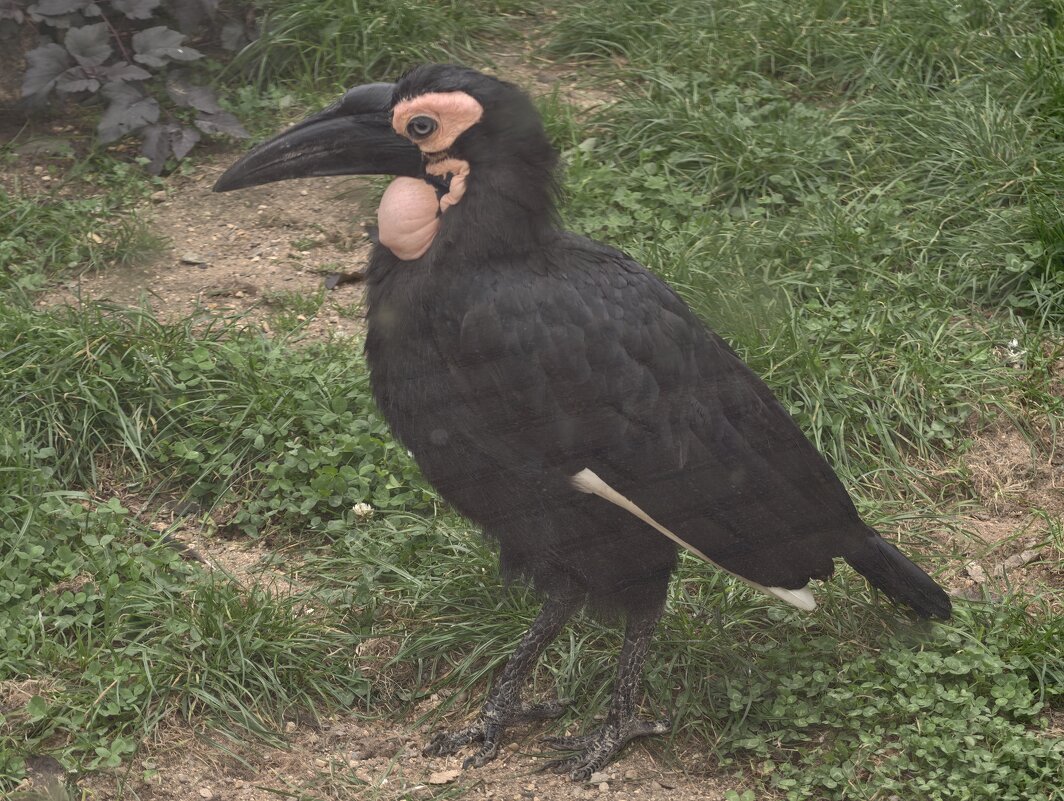 Кафрский рогатый ворон - <<< Наташа >>> Кафрский рогатый ворон - <<< Наташа >>>