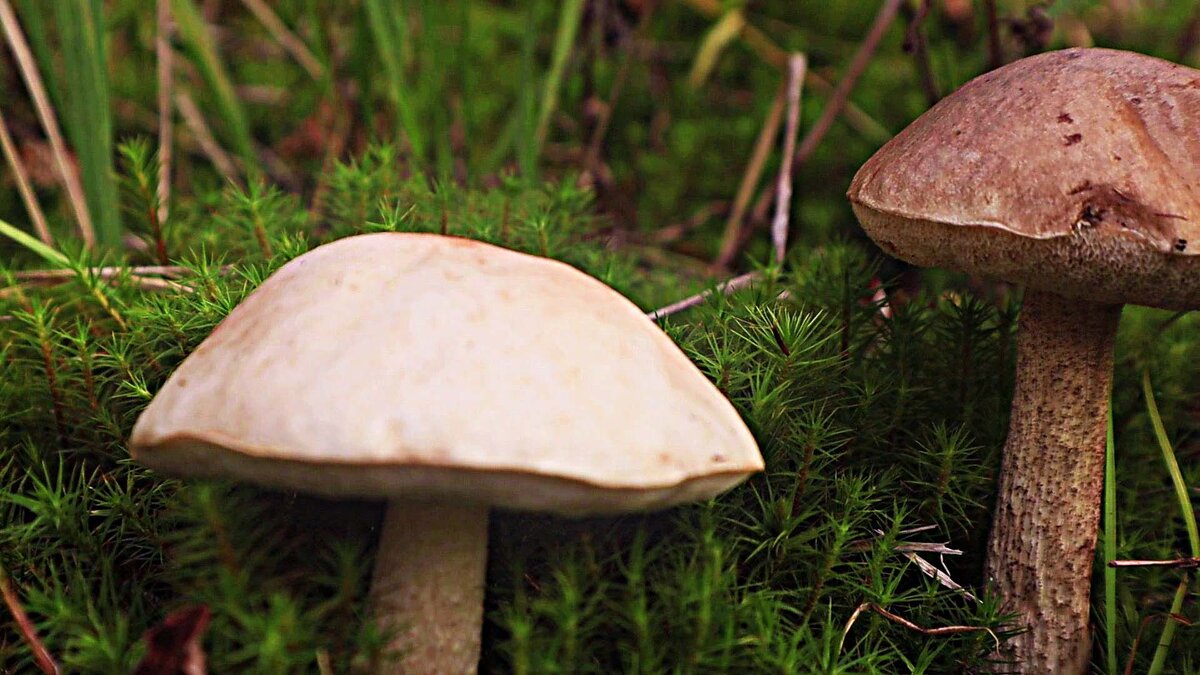 Август...Обабки- белая и черная кость! - Владимир 