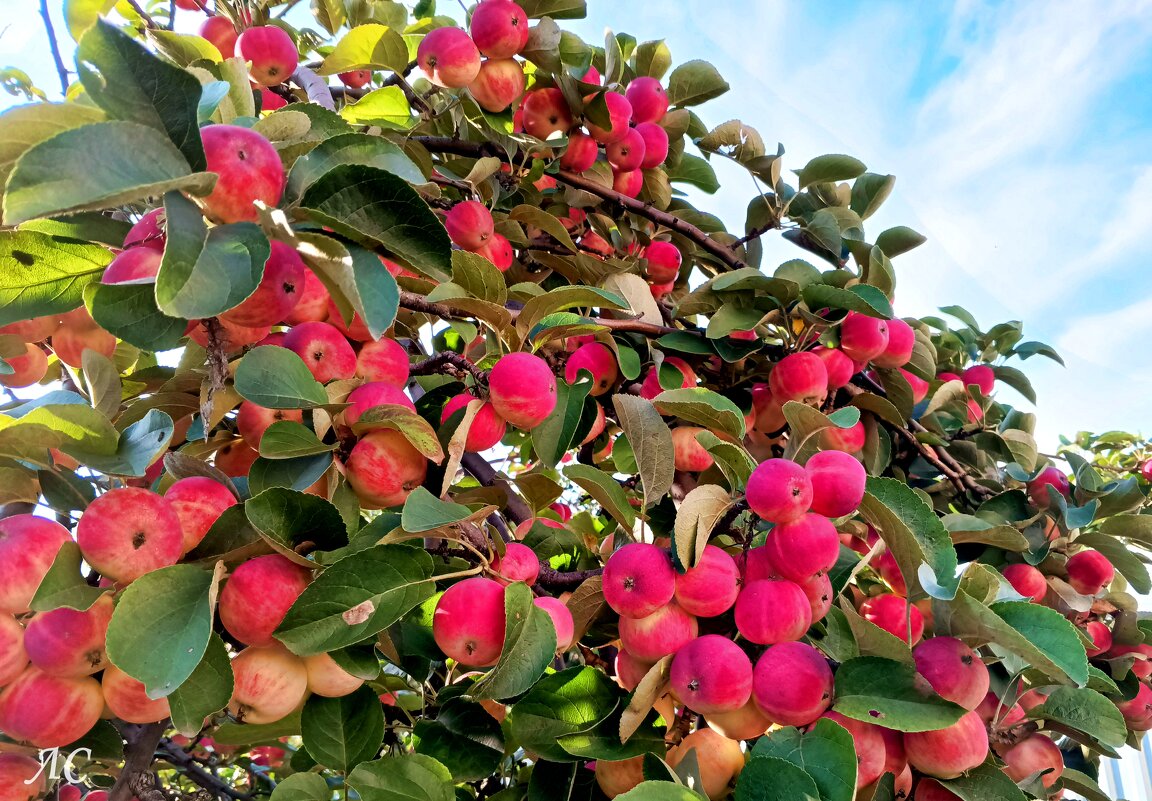 Урожай 2025 - Любовь Сахарова