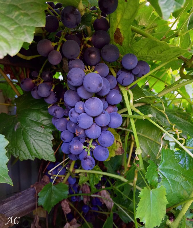 Уральский виноград - Любовь Сахарова Уральский виноград - Любовь Сахарова