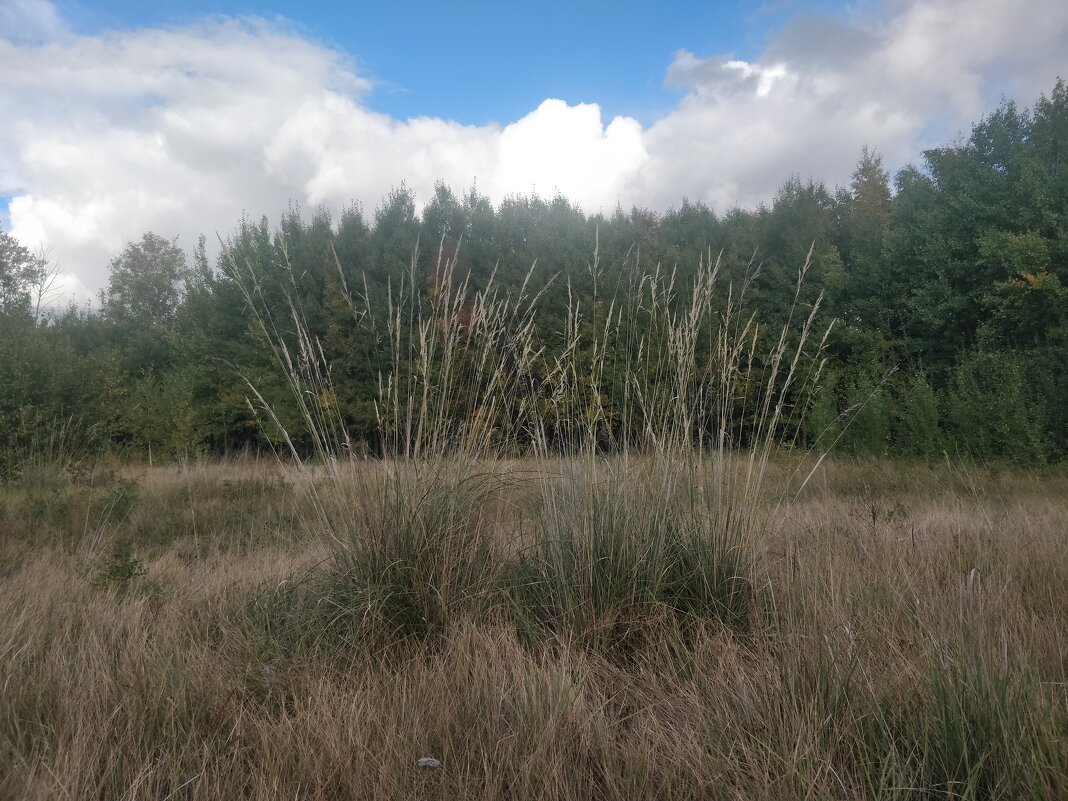На солнечной полянке - Андрей Хлопонин