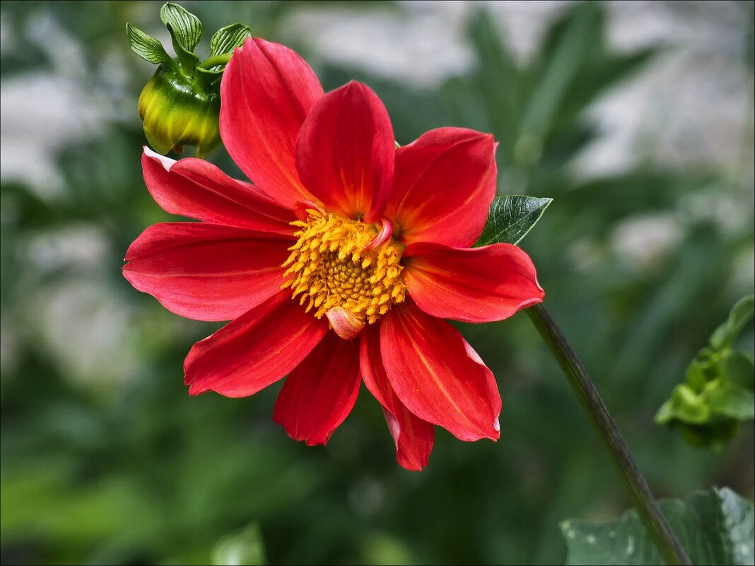 Георгина - Валентина *