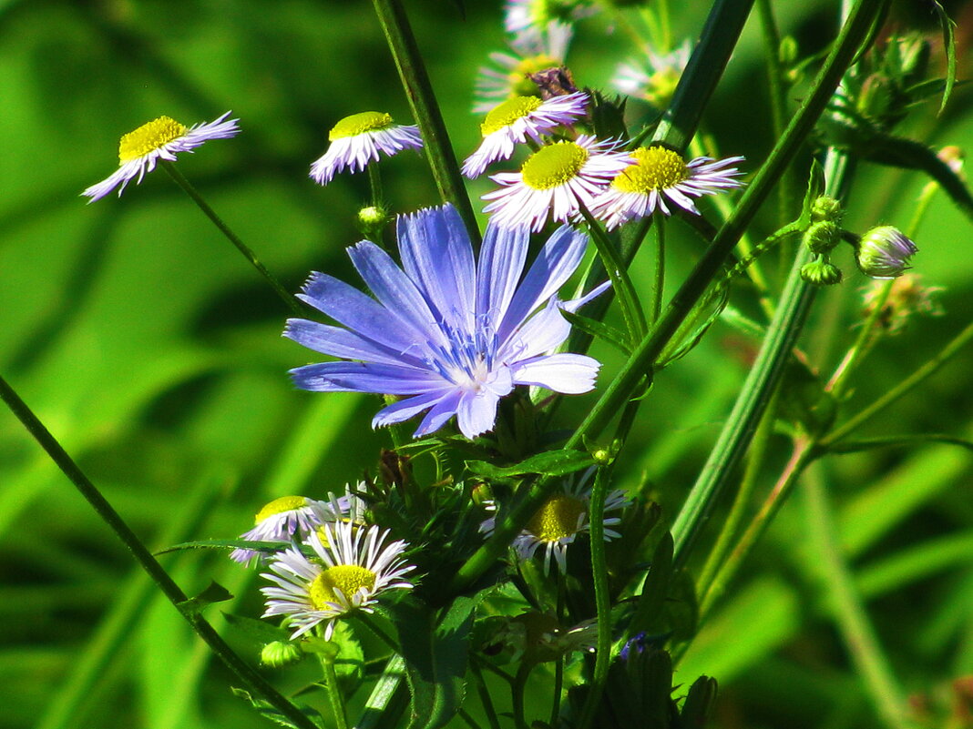 Нежная красота - Людмила Смородинская