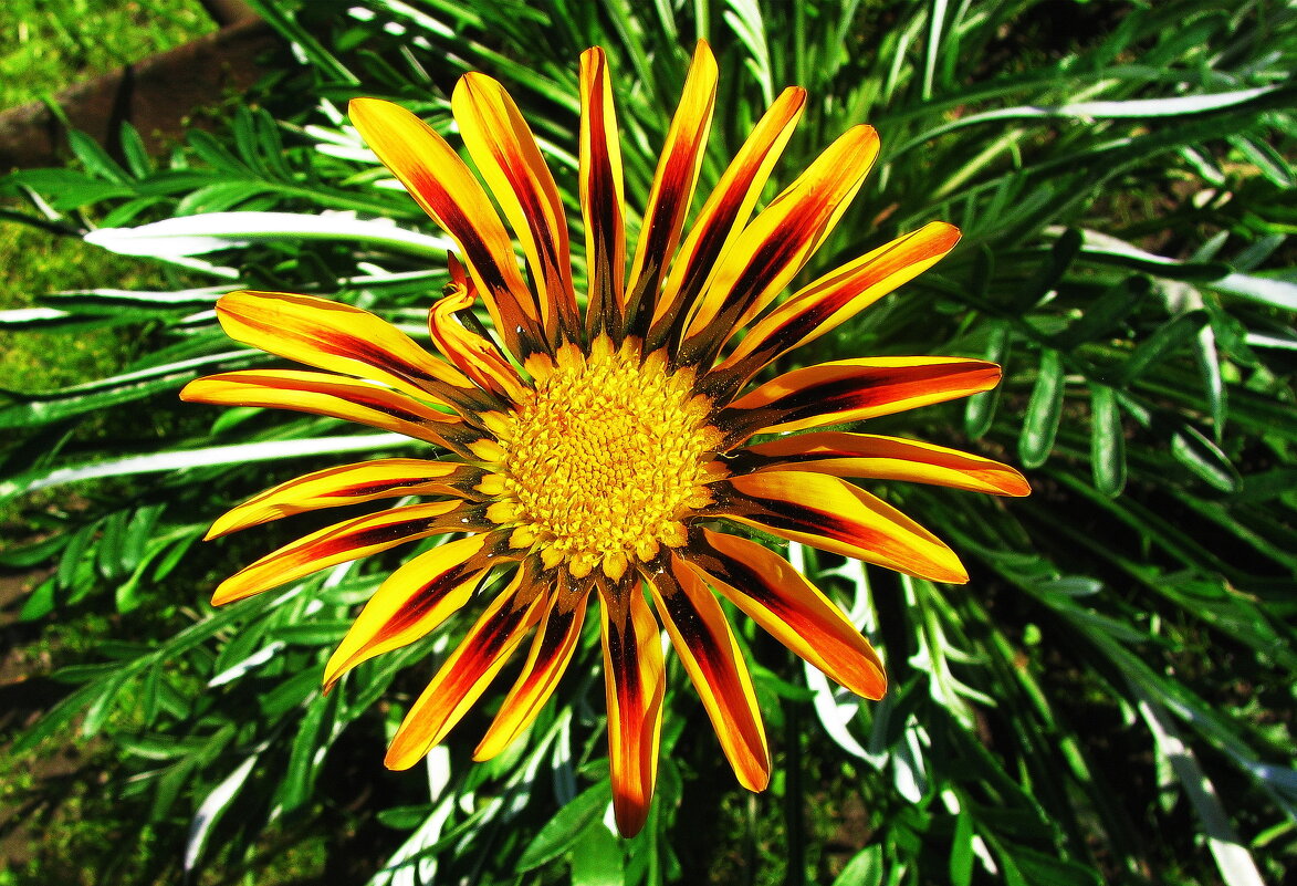 Гацания зацвела - Людмила Смородинская