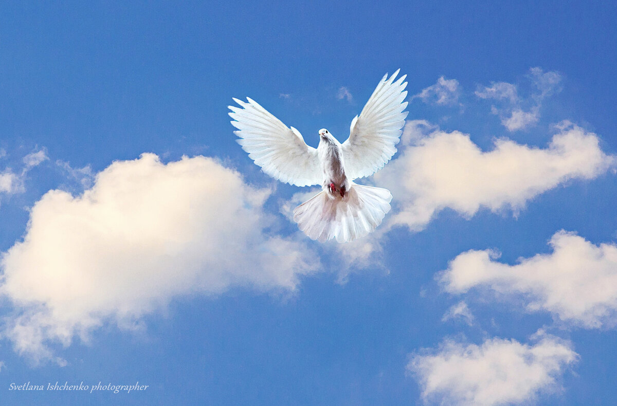 Белый голубь в полёте - Светлана Ищенко