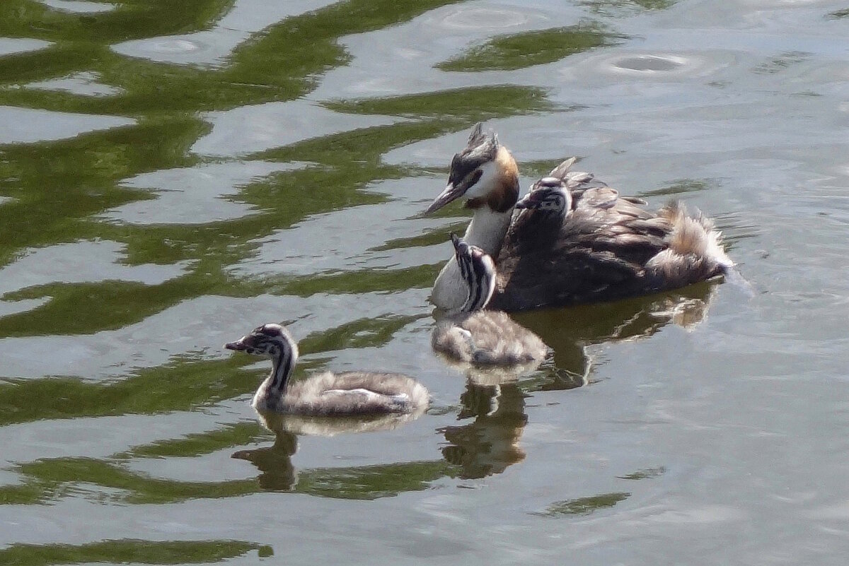 Чомга - Рита Симонова