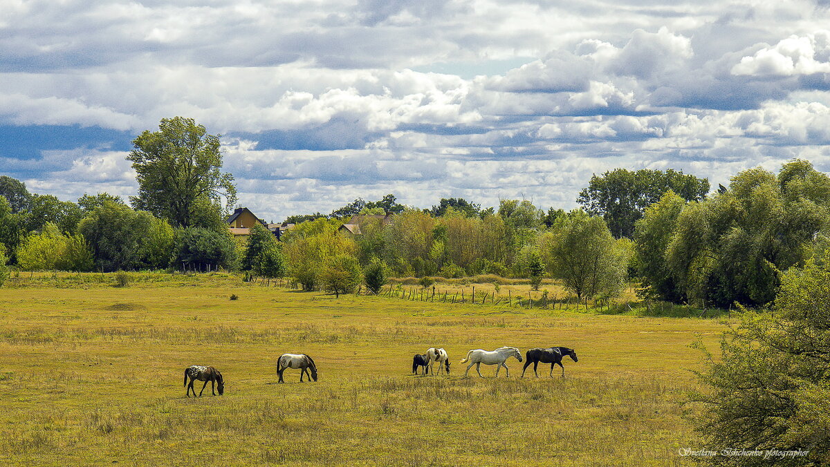 Выгул лошадей - Светлана Ищенко