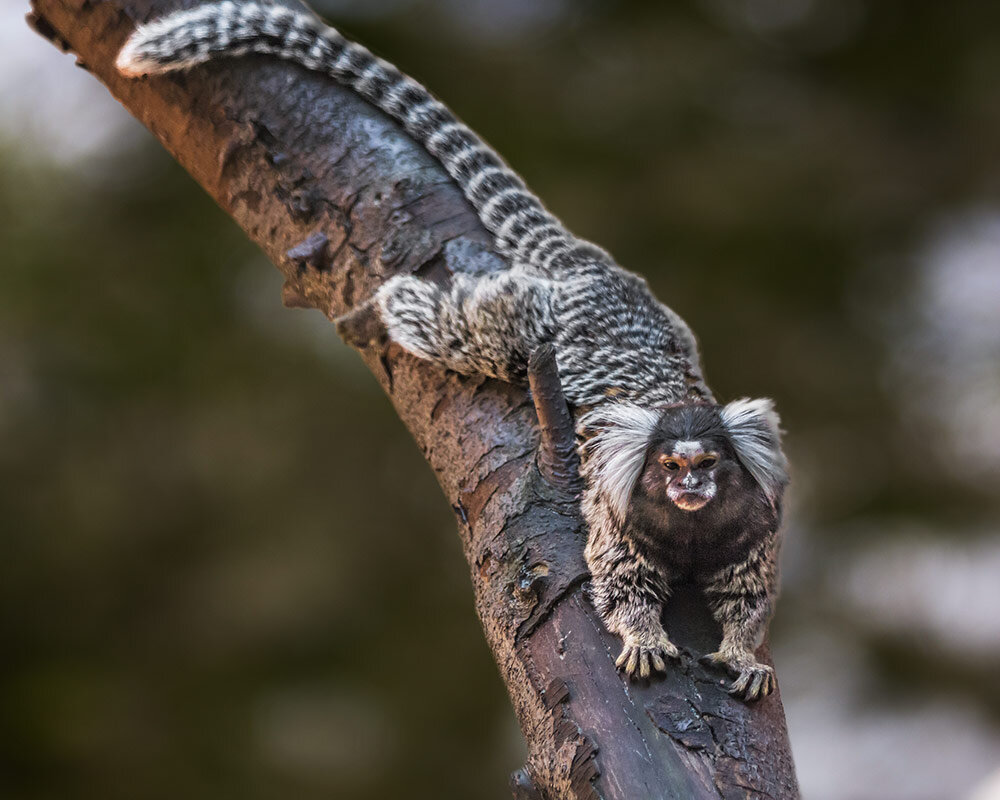 Игрунка - SanSan 