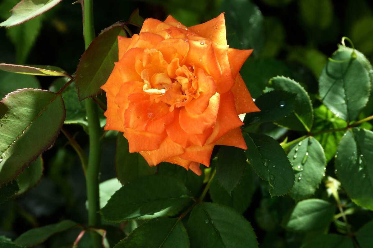 Вот и осень рришла - Валентин Семчишин