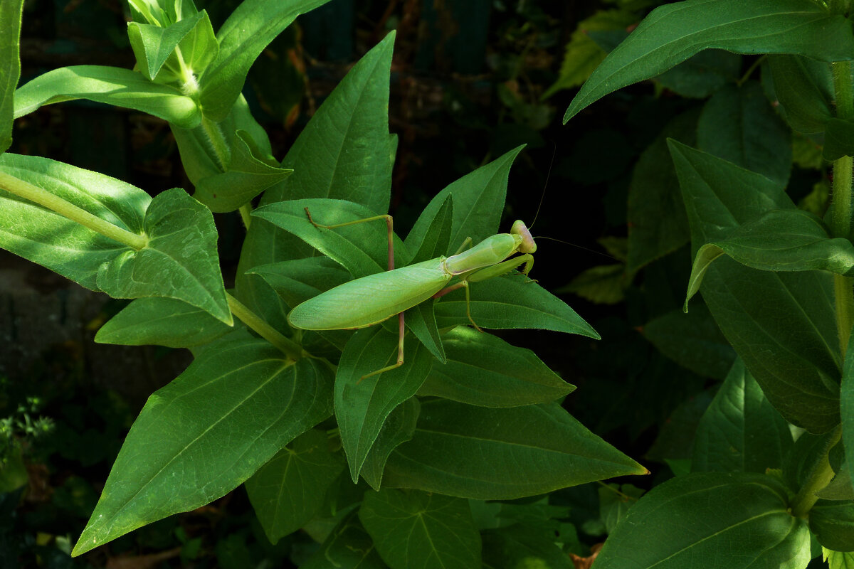 Богомол маскируется - Валентин Семчишин Богомол маскируется - Валентин Семчишин