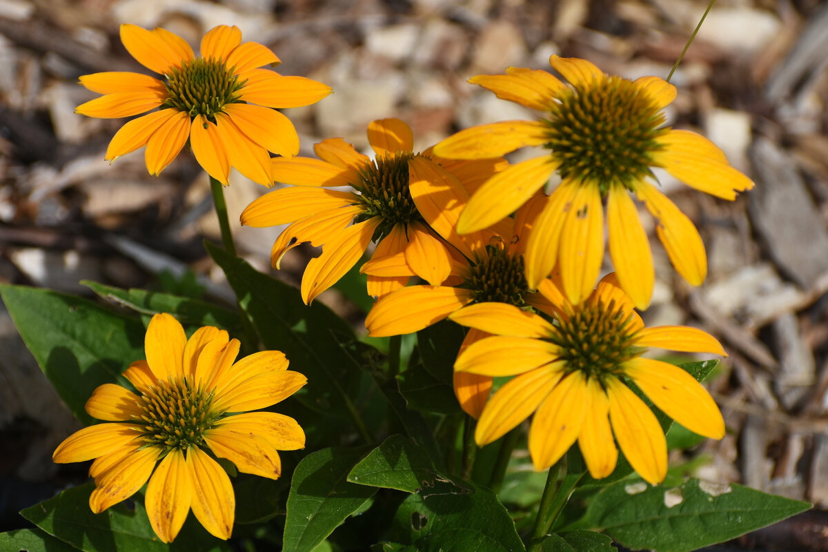 Лето в Ботаническом... Август. - Наташа ***** Лето в Ботаническом... Август. - Наташа *****