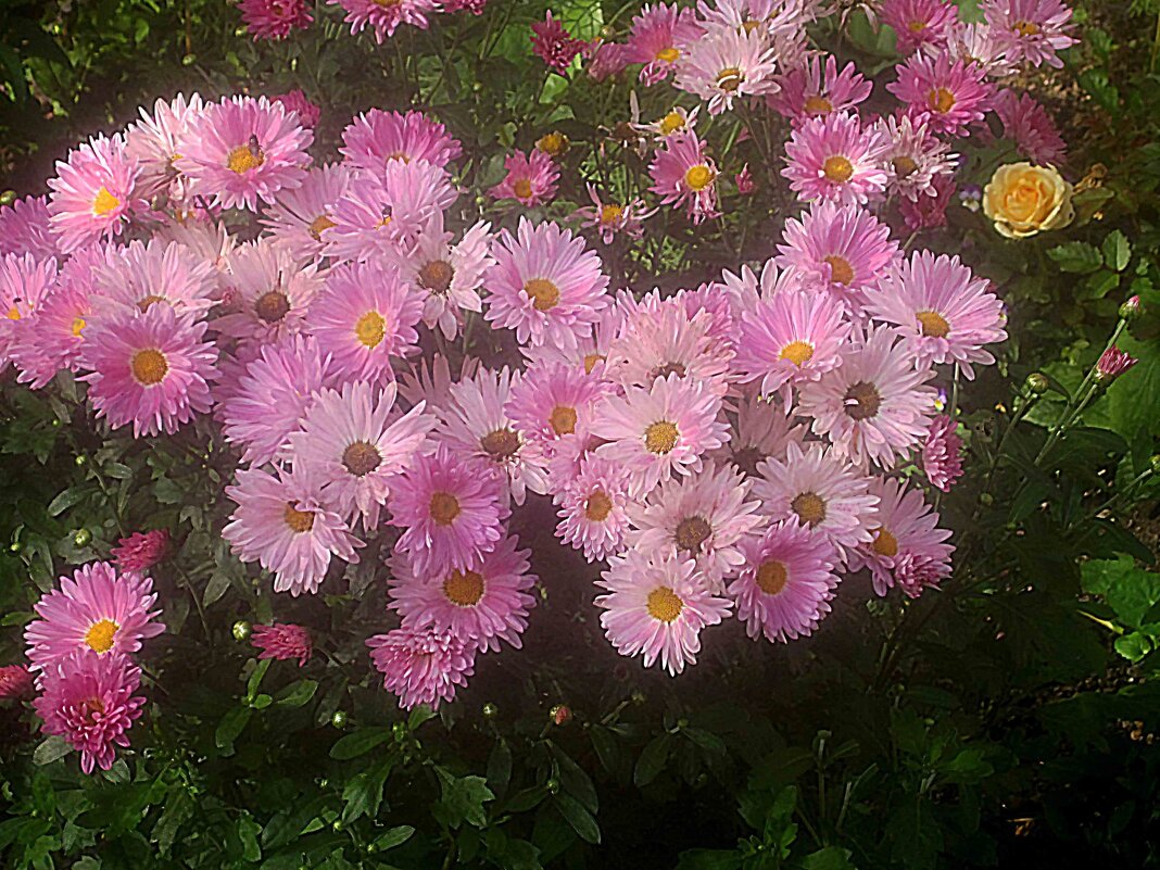 Хризантемы - Елена Семигина