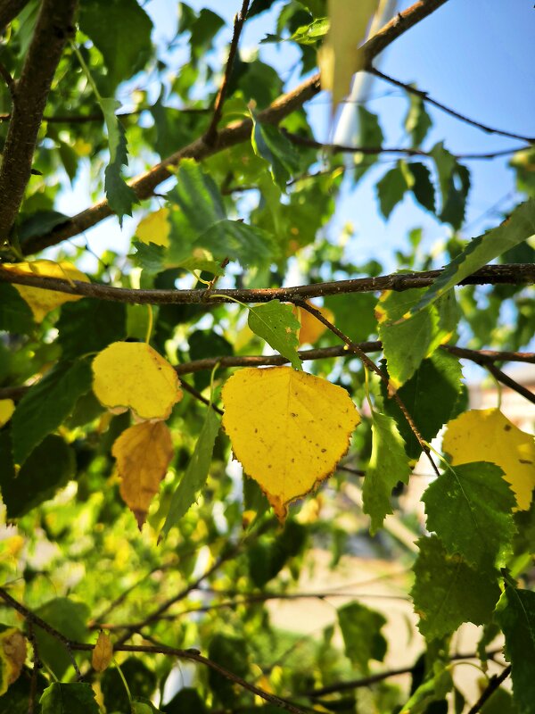 осень на пороге... - Oksana Verkhoglyad