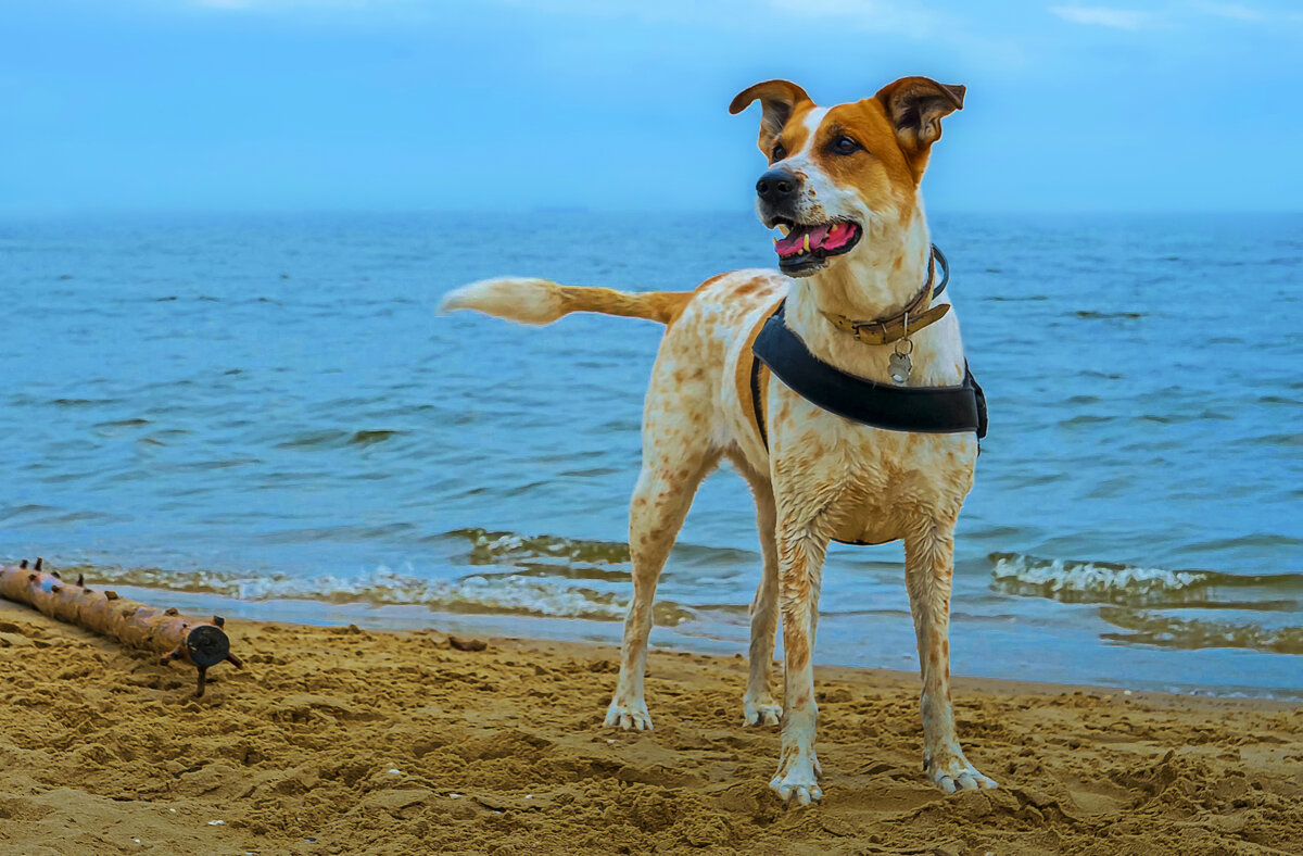 Парсон-рассел-терьер - Aleksey Afonin