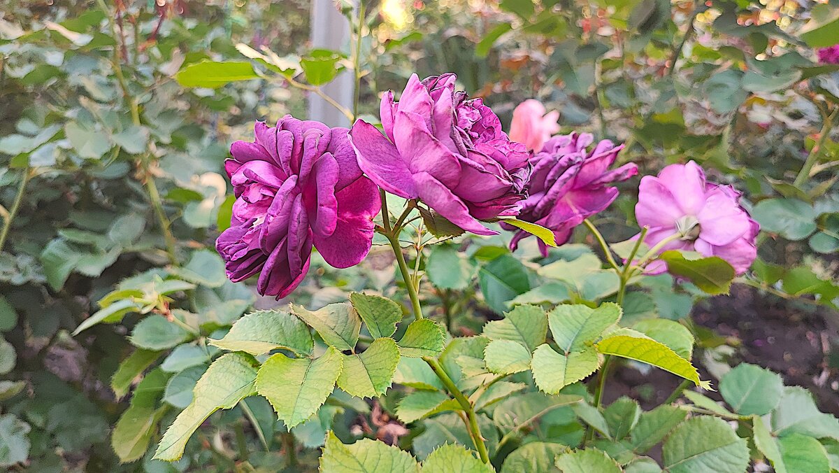 ,,, - Сергей Тимоновский