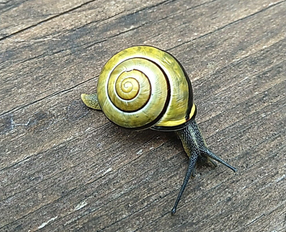 ***** - ИННА ПОРОХОВА